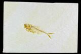Fossil Fish (Diplomystus) - Wyoming #108303-1